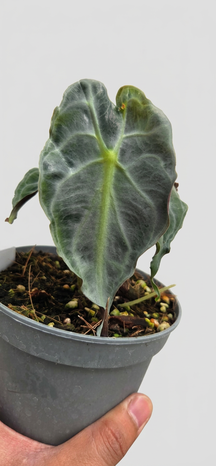 Alocasia Venom