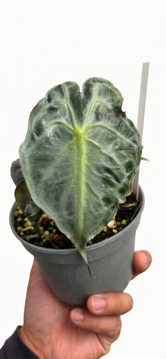 Alocasia Venom