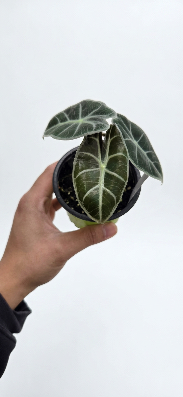 Alocasia watsoniana 'Red Vein'