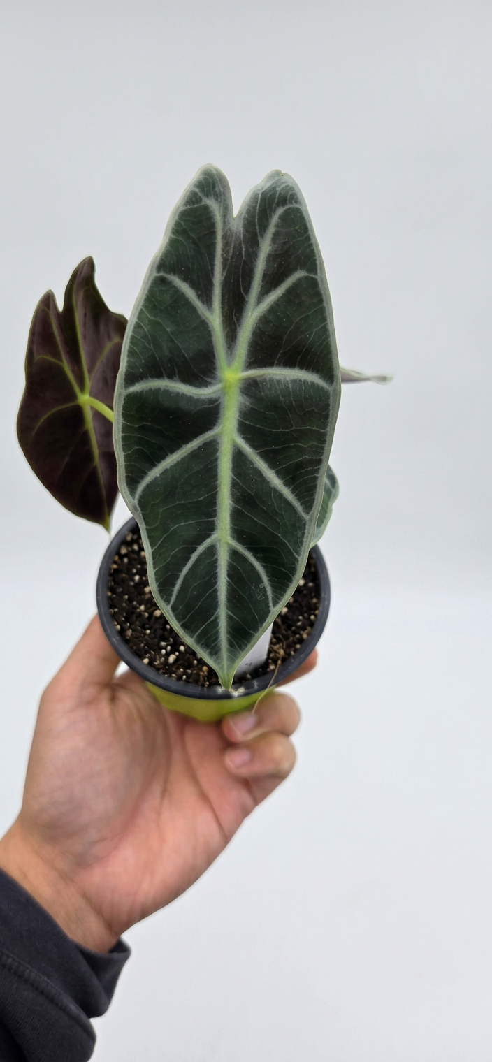 Alocasia watsoniana 'Red Vein'
