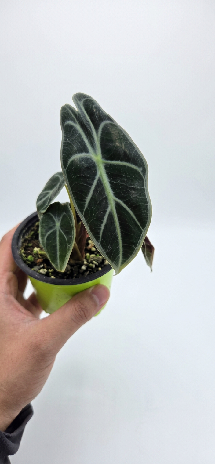 Alocasia watsoniana 'Red Vein'