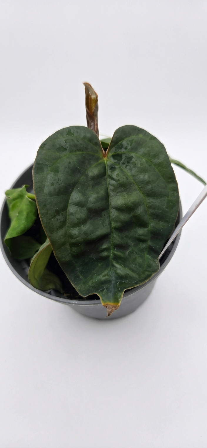 Anthurium Ace of Spades x Luxurians