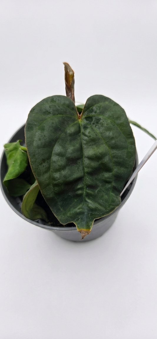 Anthurium Ace of Spades x Luxurians