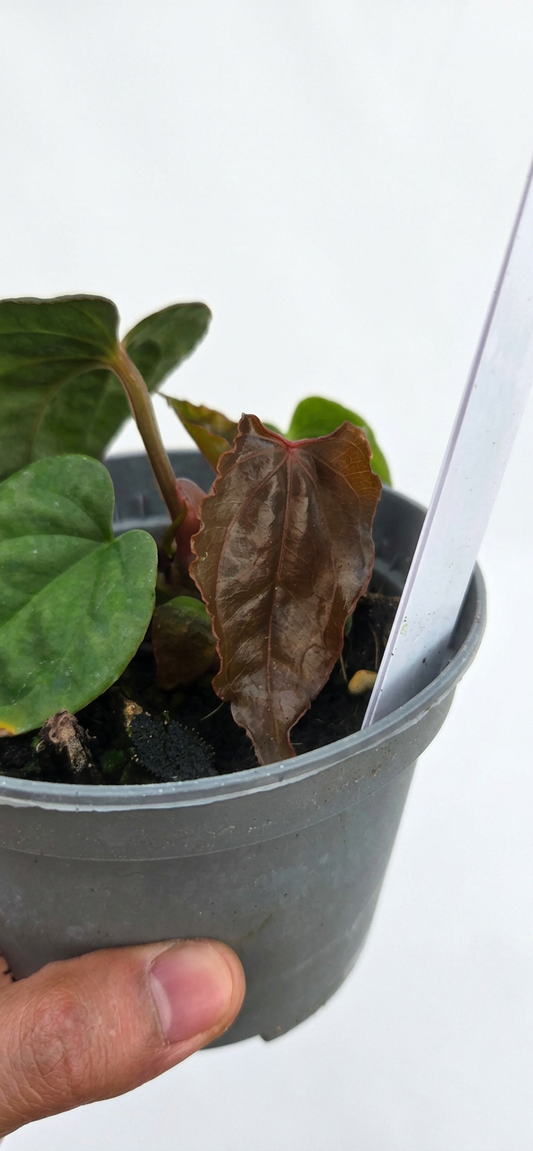 Anthurium Ace of Spades x Luxurians