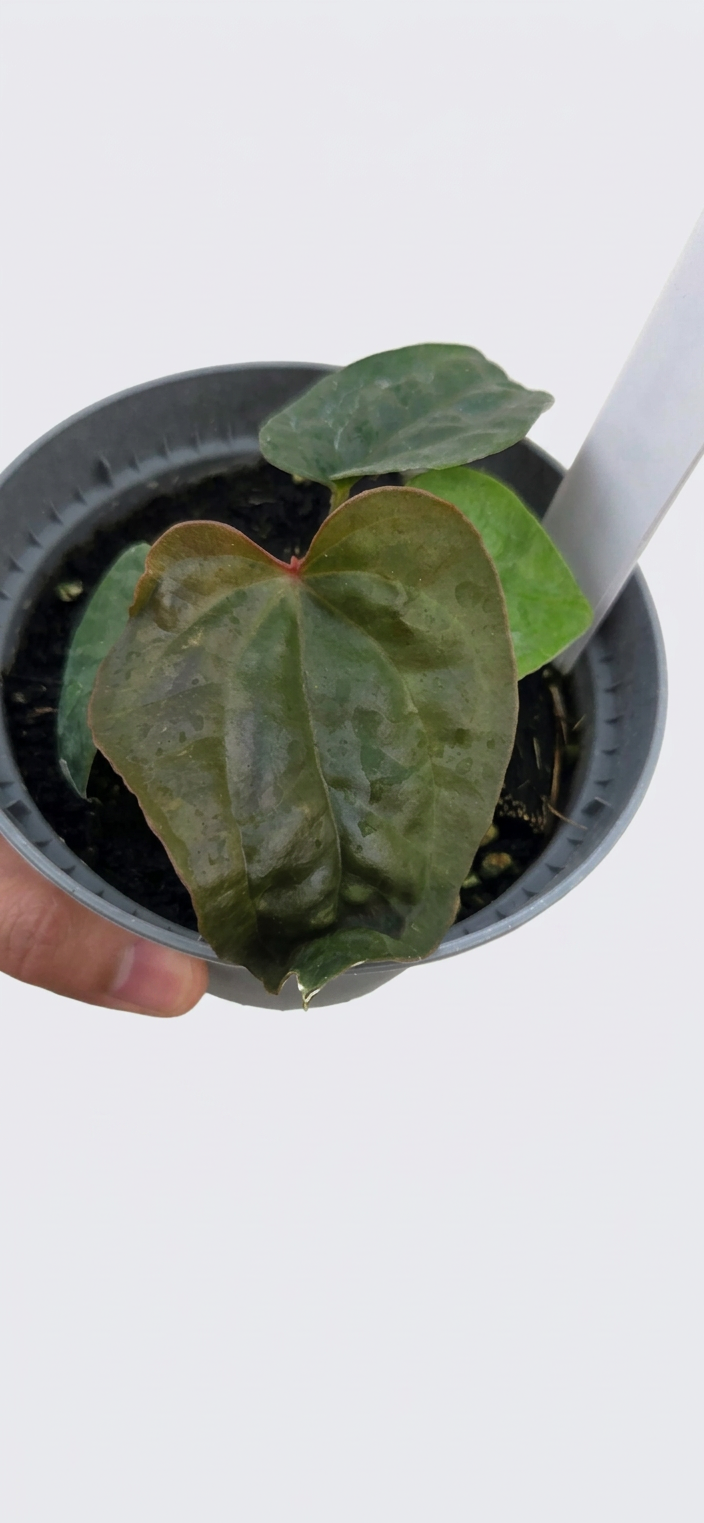 Anthurium Ace of Spades x Luxurians