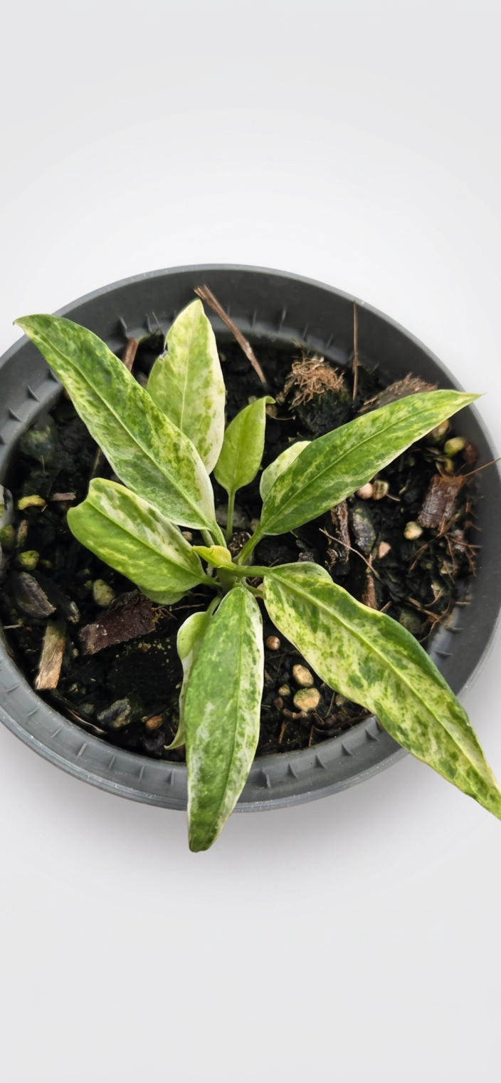 Anthurium vittarifolium variegata