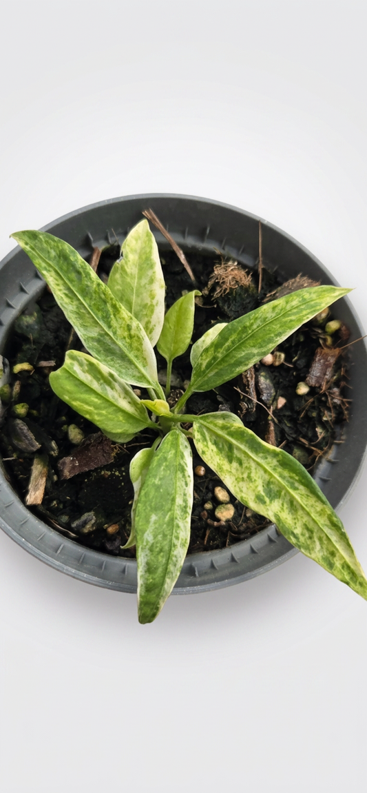 Anthurium vittarifolium variegata