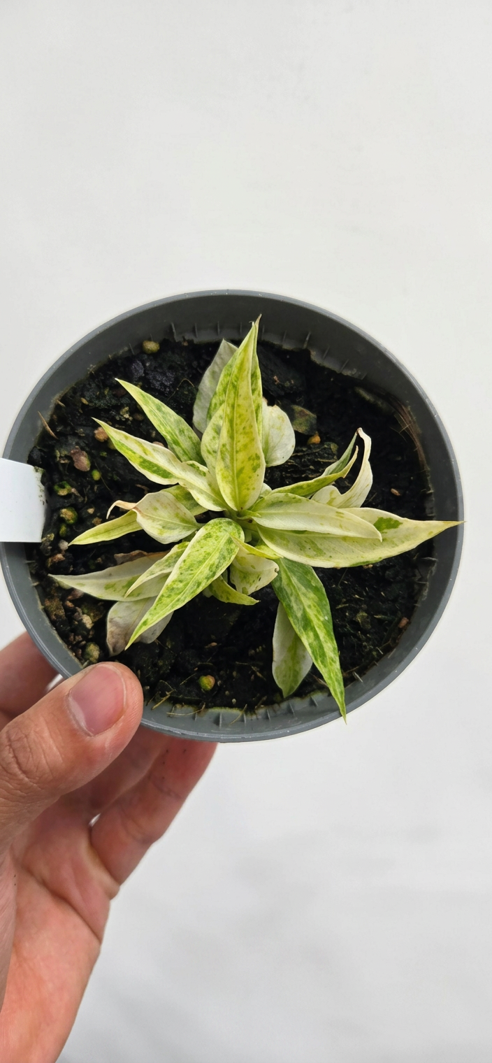 Anthurium vittarifolium variegata