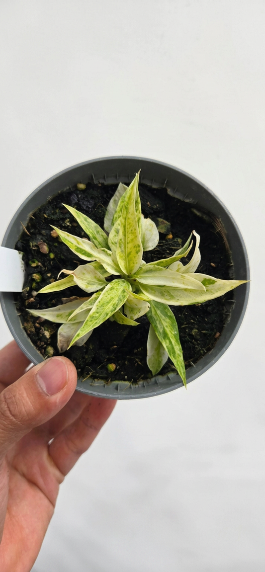 Anthurium vittarifolium variegata