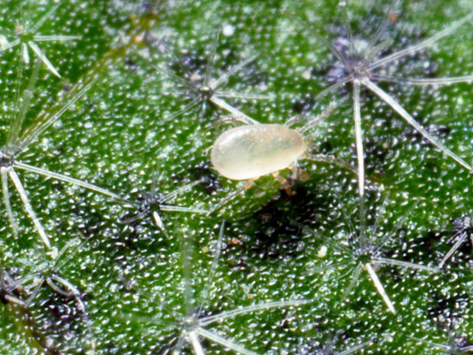 Californicus predatory mite sachet