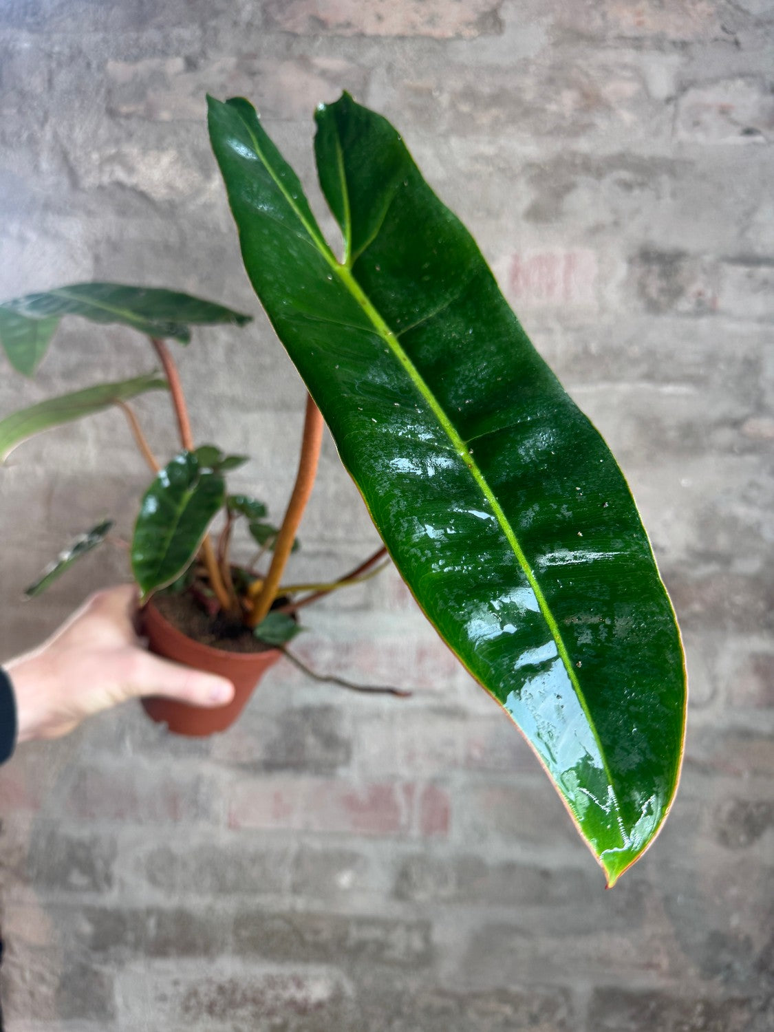 Philodendron billietiae