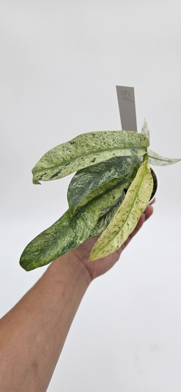 Epipremnum Giganteum Tricolor Variegata