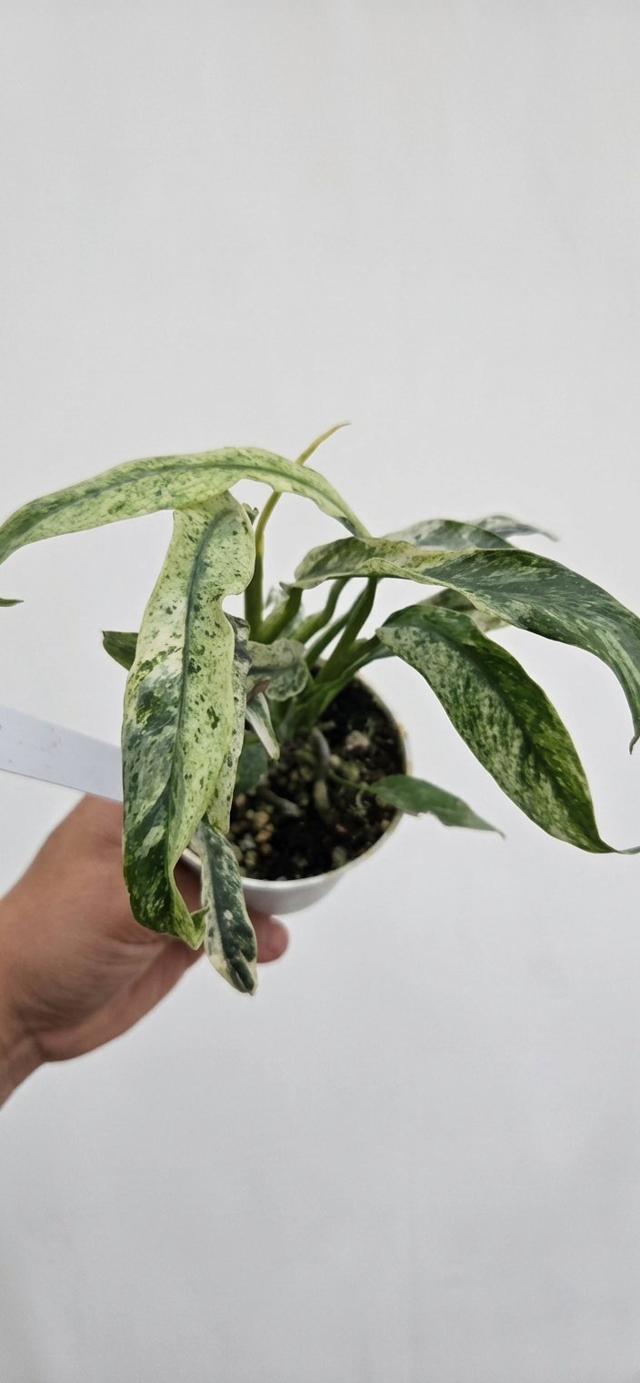 Epipremnum Giganteum Tricolor Variegata