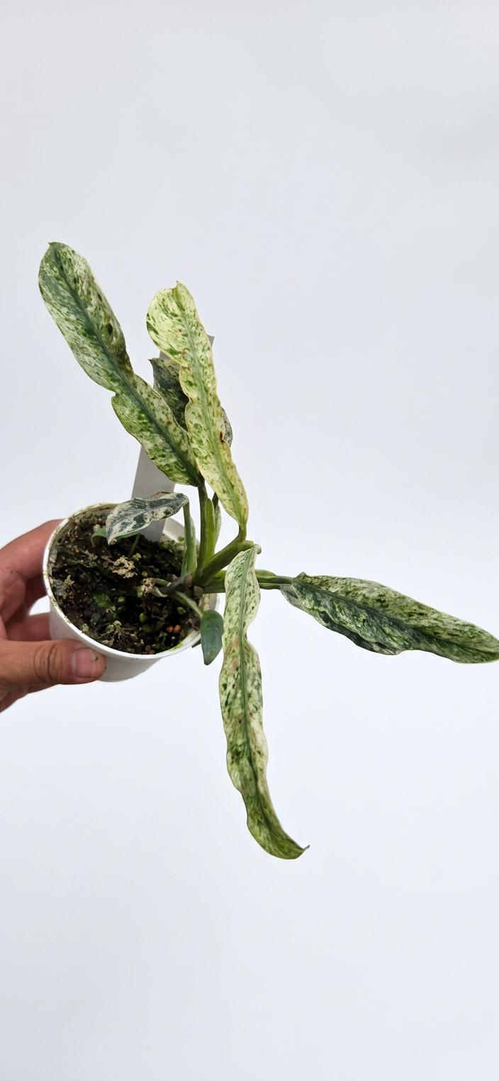 Epipremnum Giganteum Tricolor Variegata