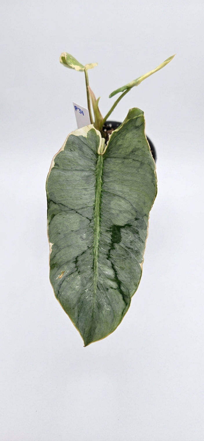 Philodendron Burle Marx White Lava