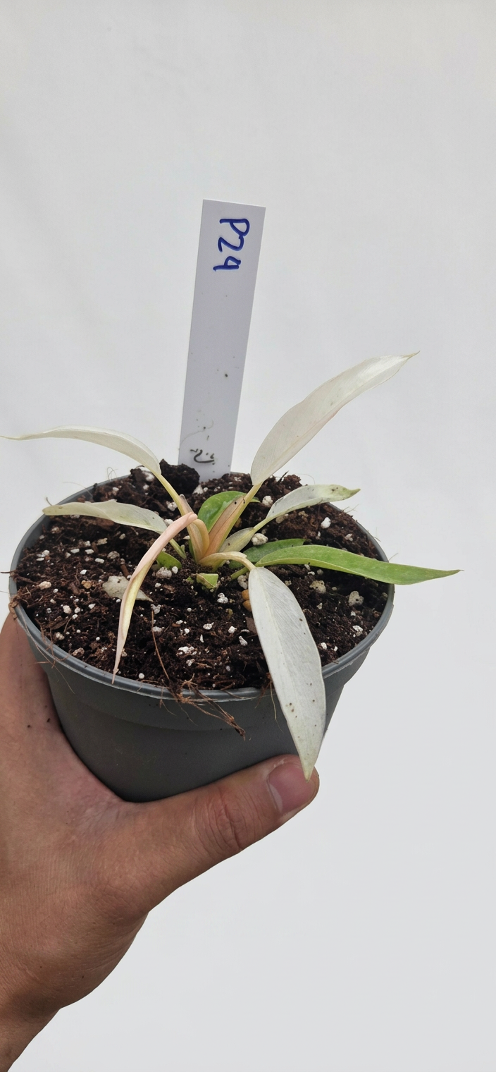 Philodendron Strawberry Caramel Marble