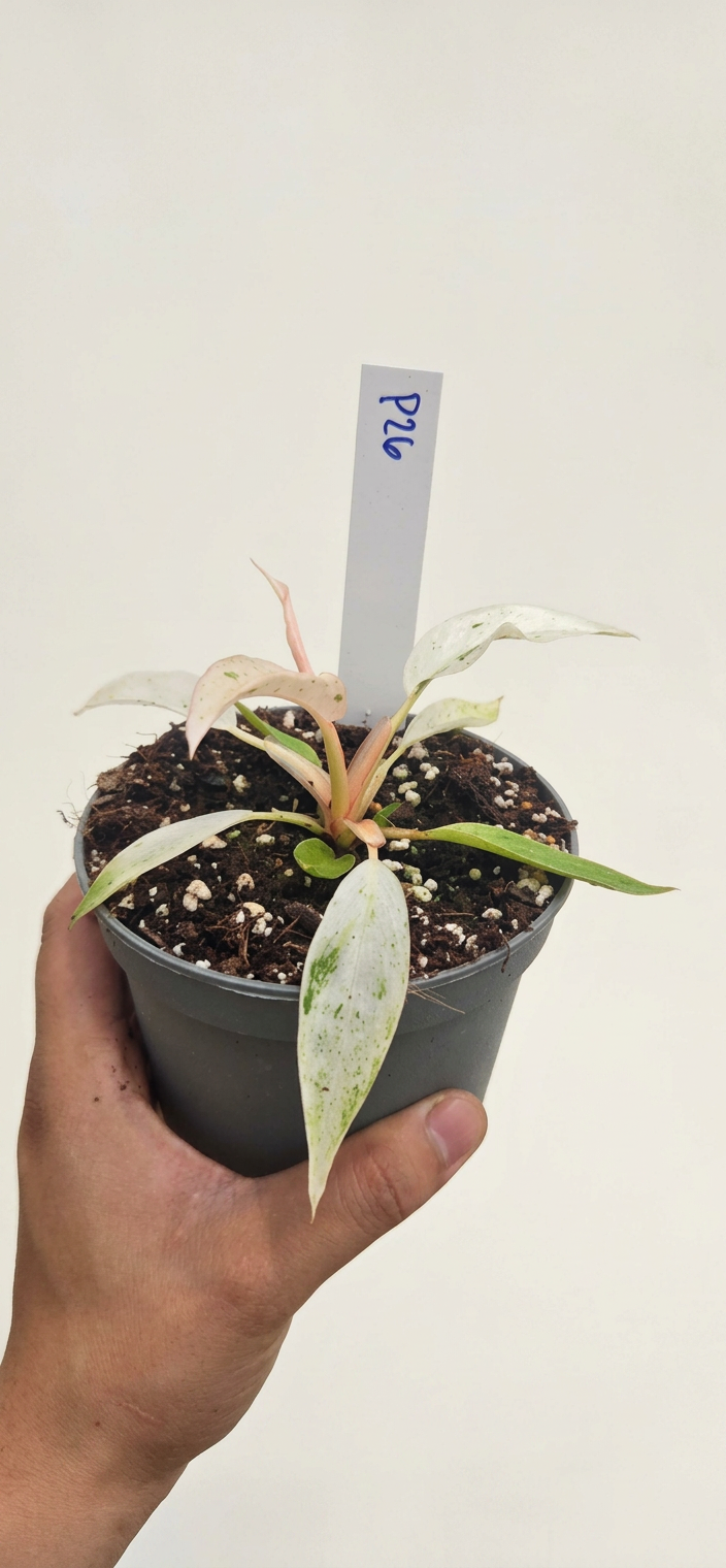 Philodendron Strawberry Caramel Marble