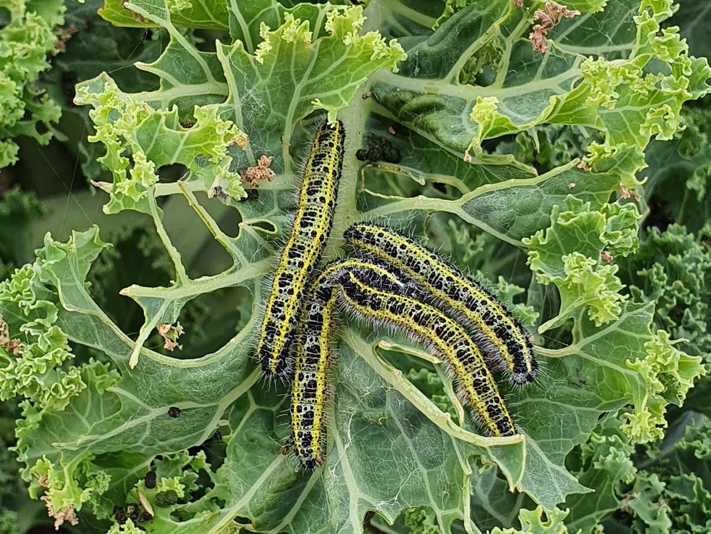 LARVskydd caterpillar control (Bacillus thuringiensis)
