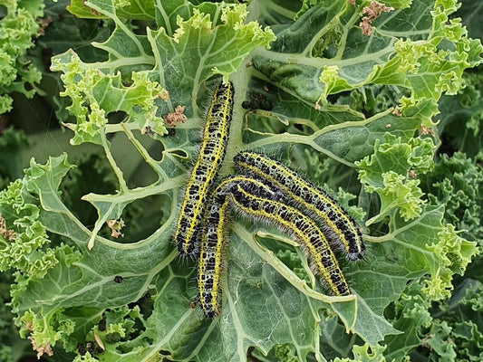 LARVskydd caterpillar control (Bacillus thuringiensis)