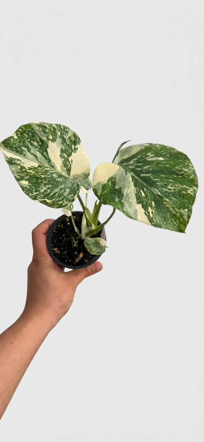 Monstera Cream Cheese