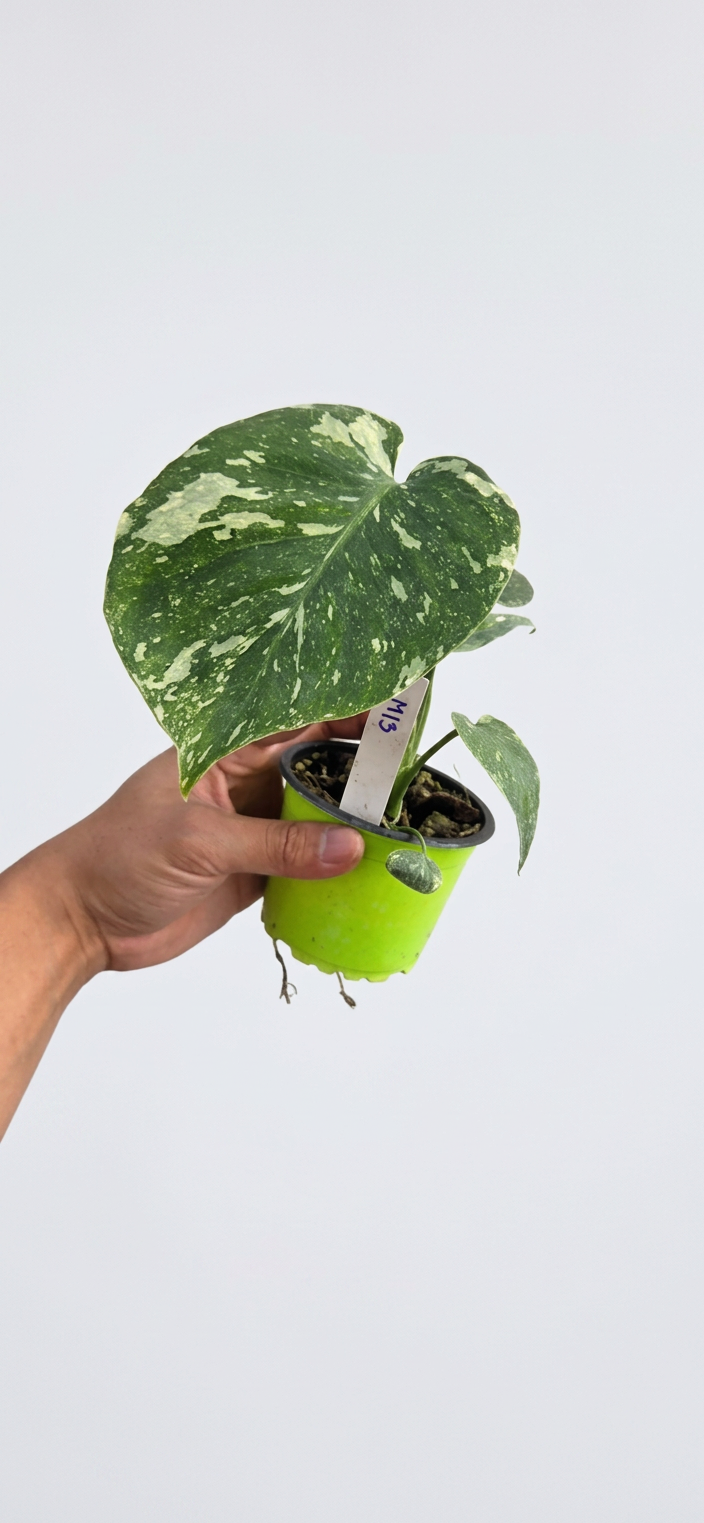 Monstera Cream Cheese