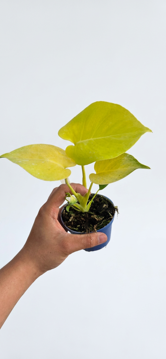 Monstera Lemon Lime