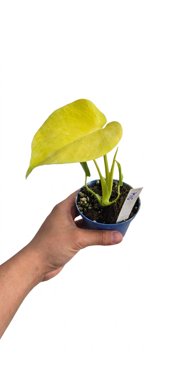 Monstera Lemon Lime