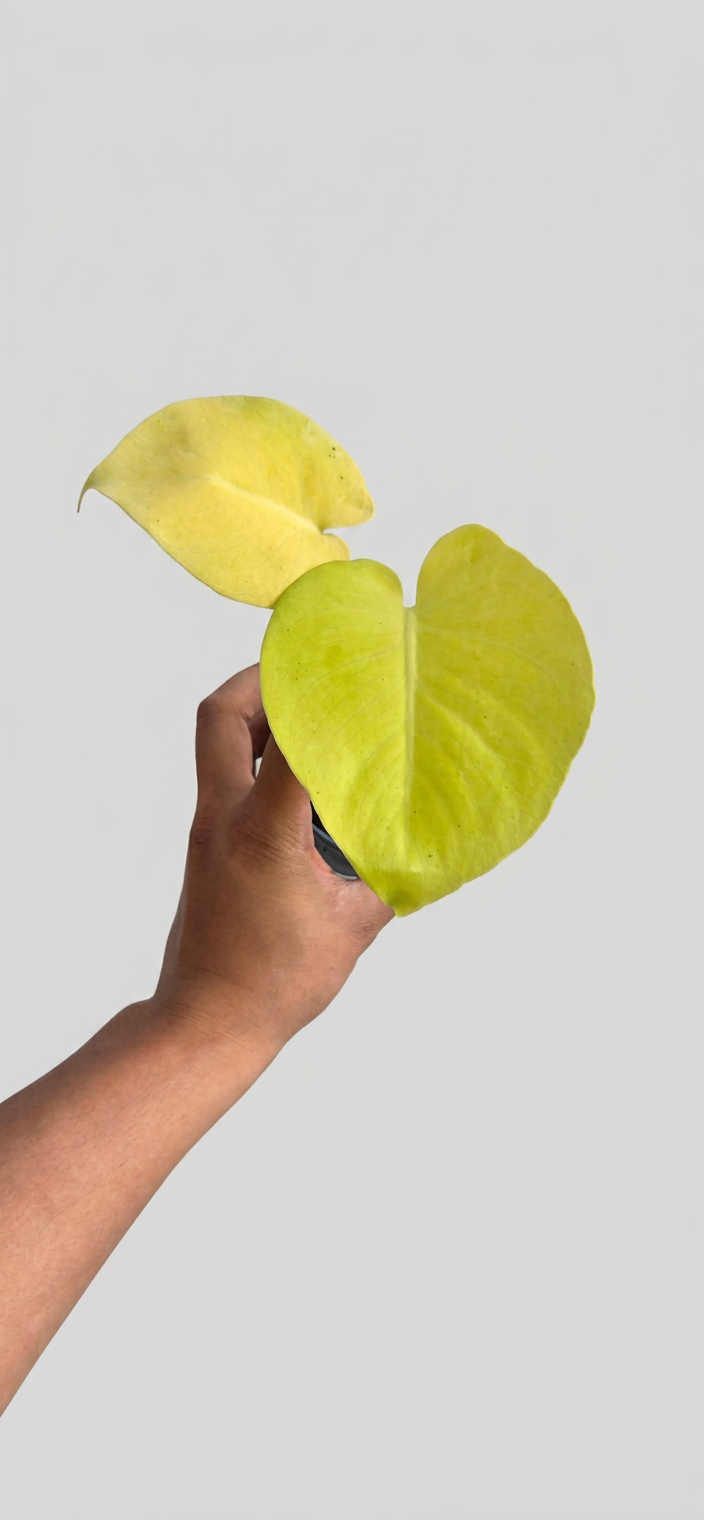Monstera Lemon Lime