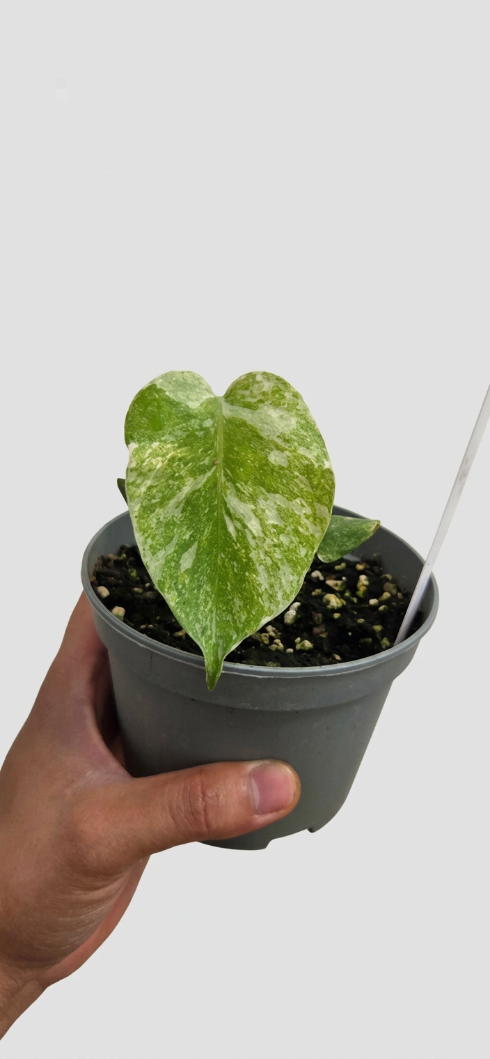Monstera deliciosa Platinum limited - Medium