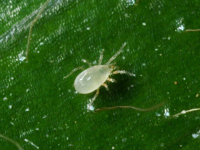 Montdorensis predatory mite