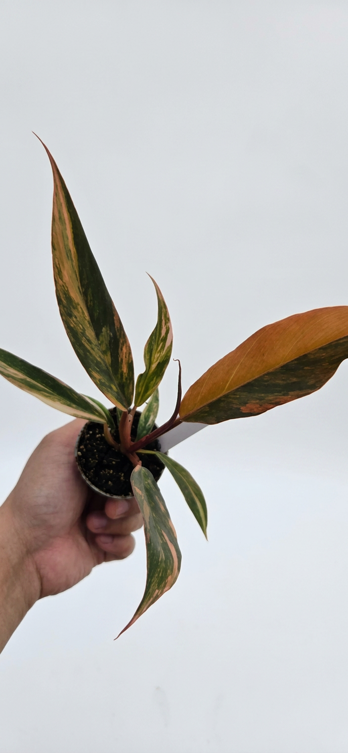 Philodendron Caramel Marble