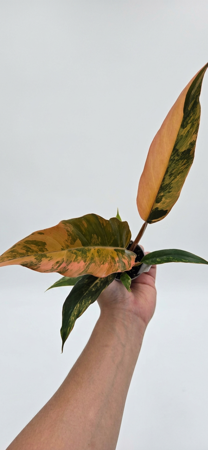 Philodendron Caramel Marble