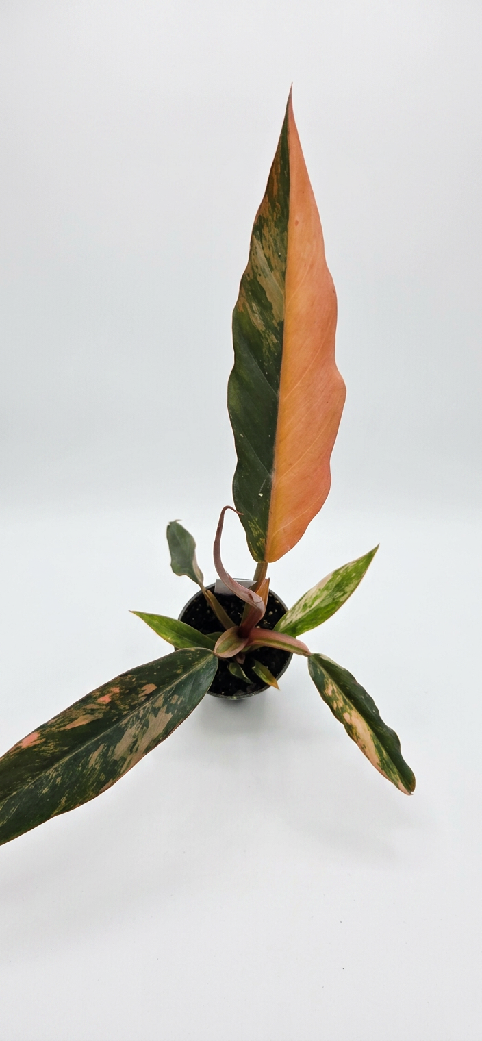 Philodendron Caramel Marble