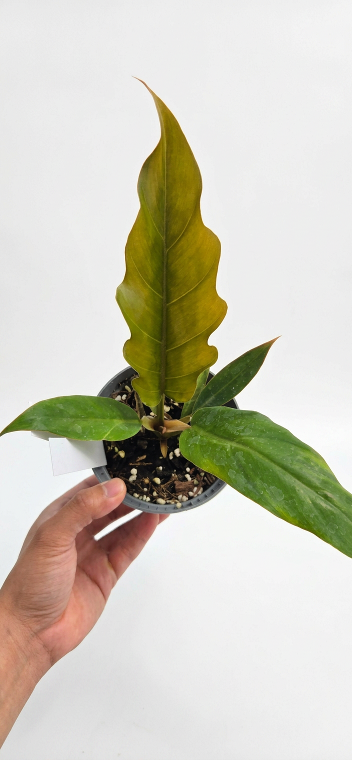 Philodendron Pluto