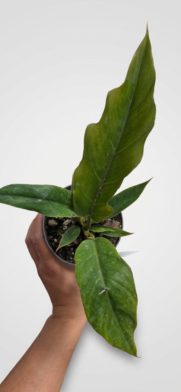 Philodendron Pluto