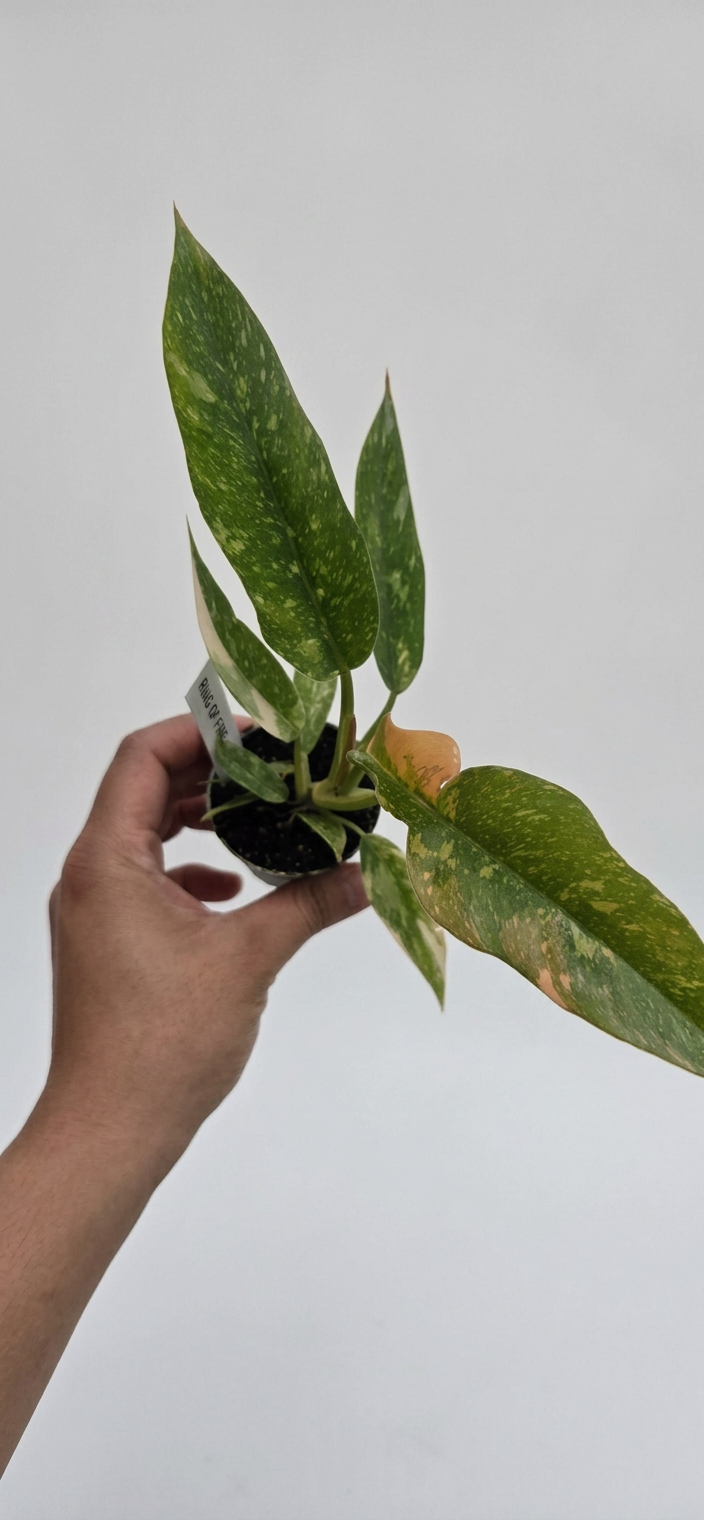 Philodendron Ring of Fire