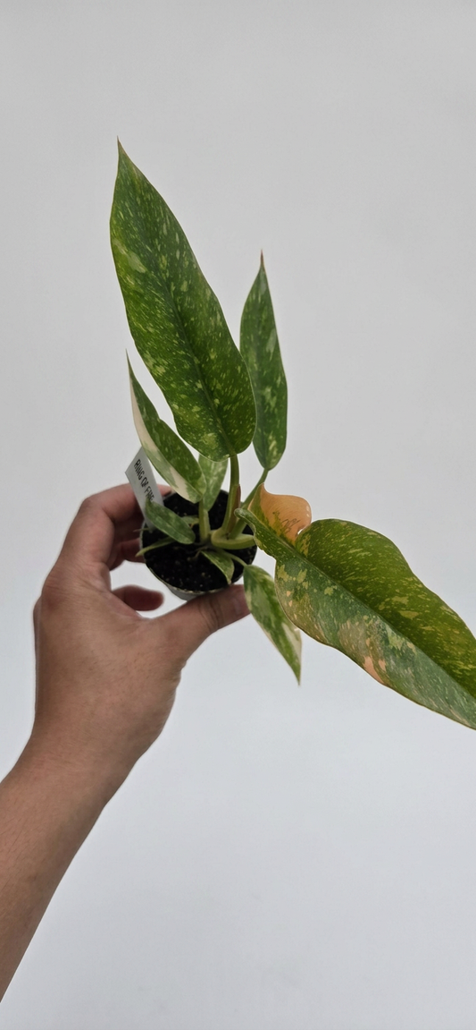 Philodendron Ring of Fire