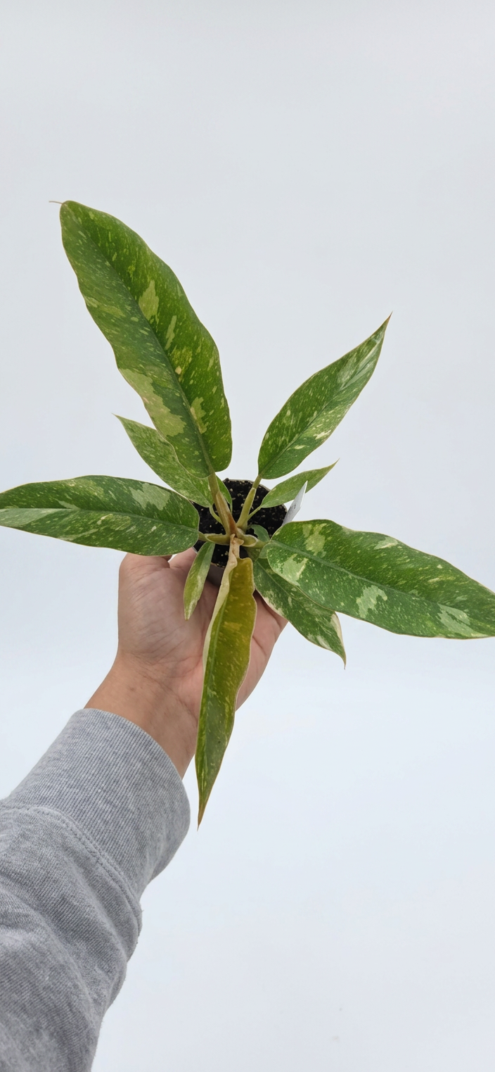 Philodendron Ring of Fire