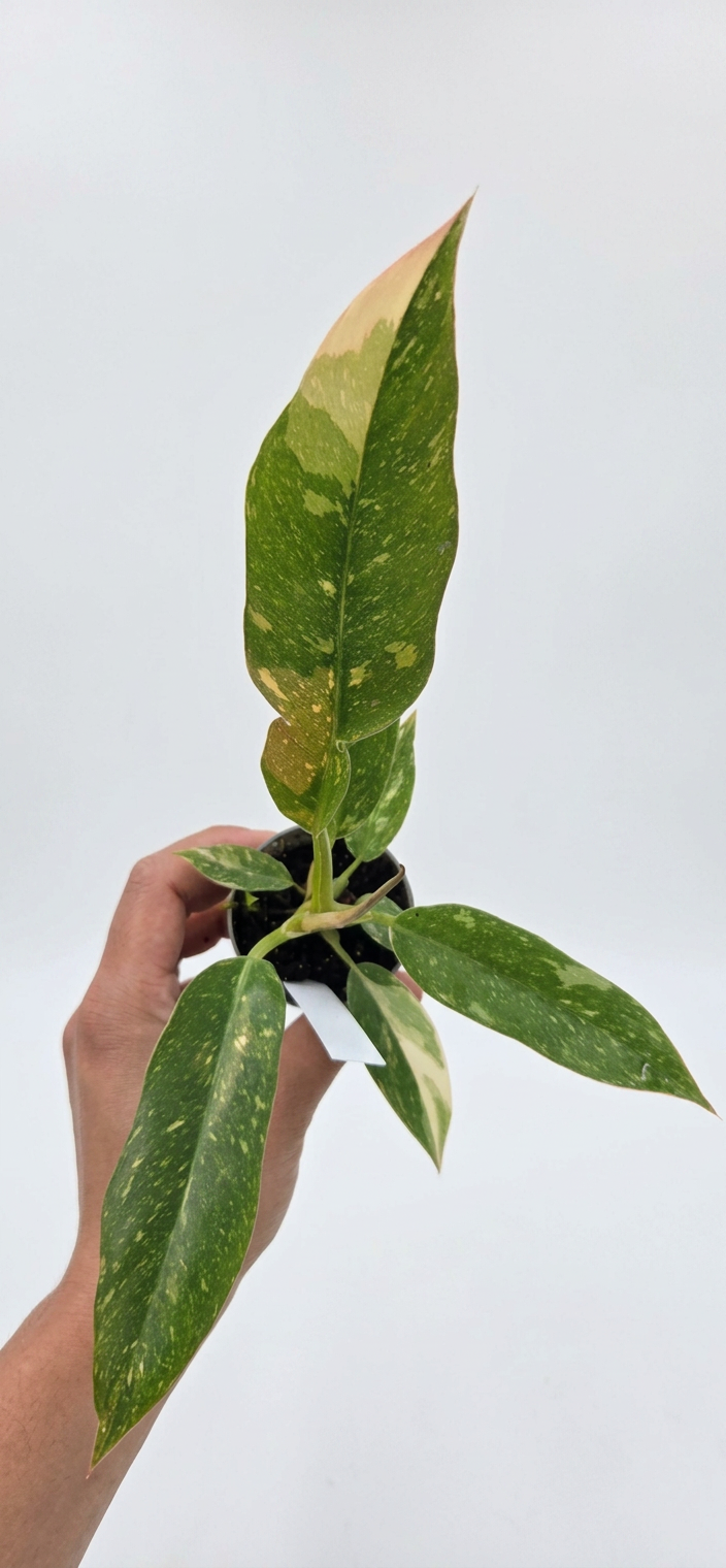 Philodendron Ring of Fire
