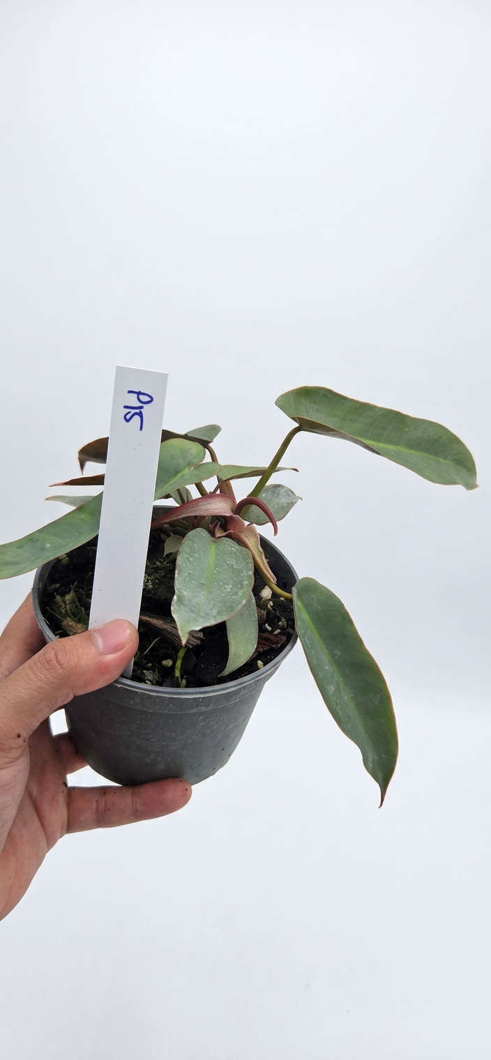 Philodendron Atabapoense