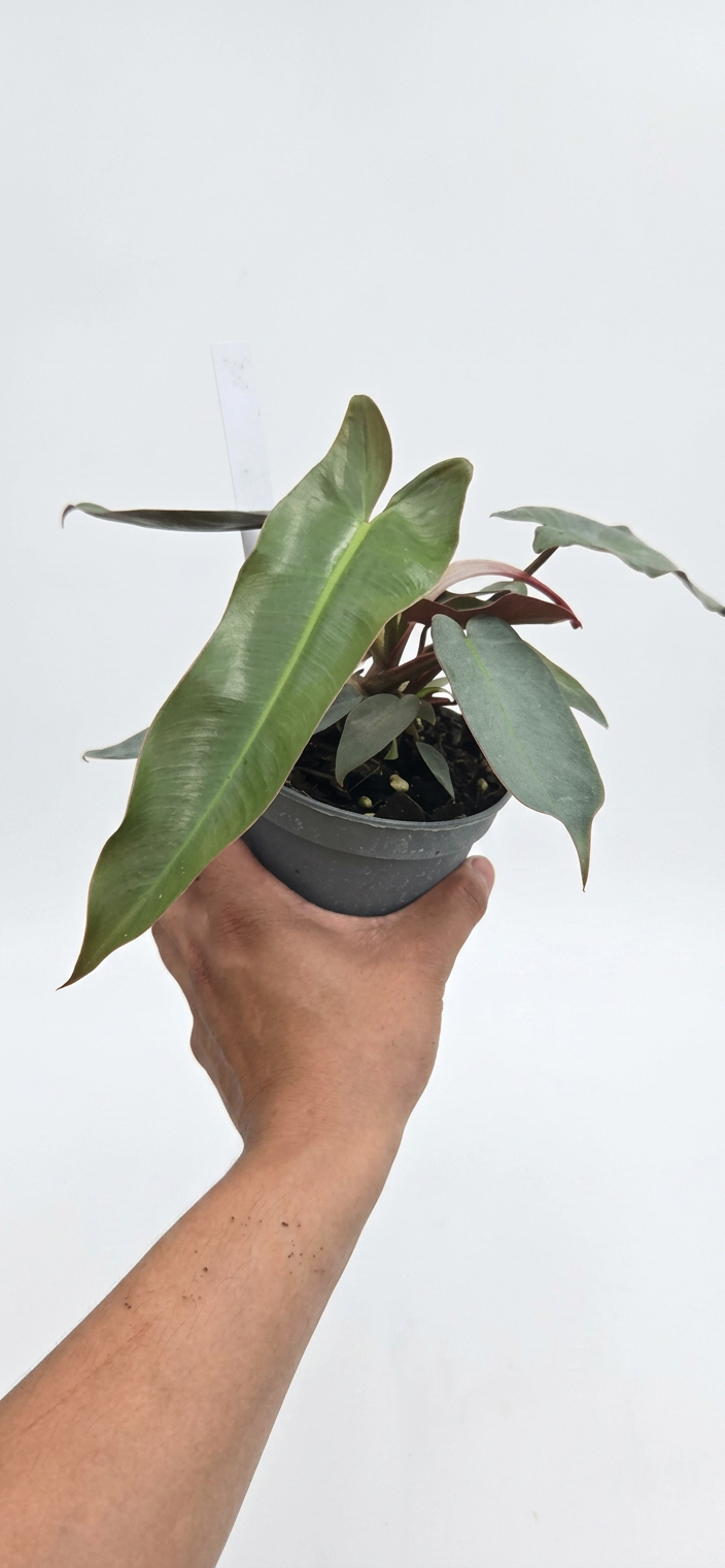 Philodendron Atabapoense