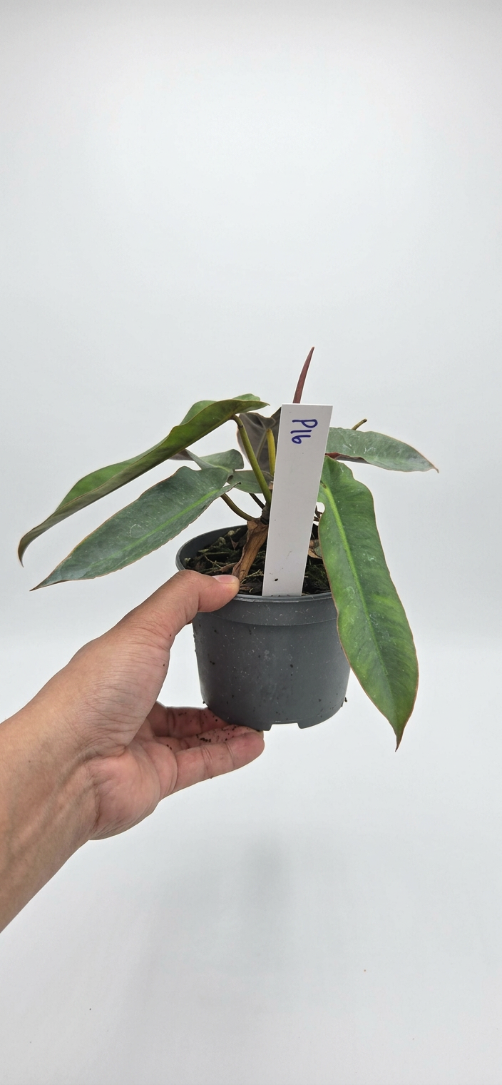 Philodendron Atabapoense
