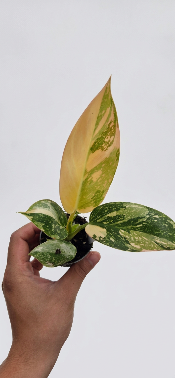 Philodendron Green Congo Variegata