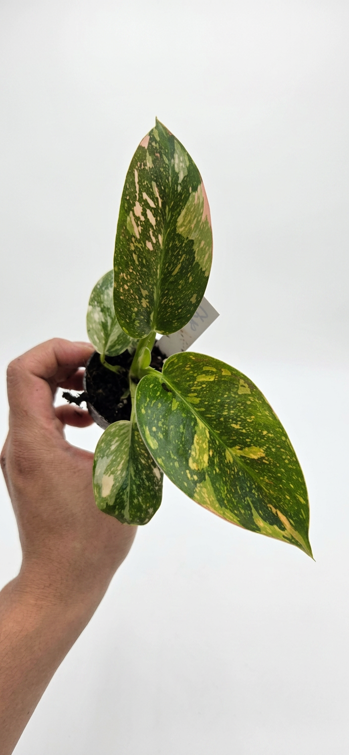Philodendron Green Congo Variegata