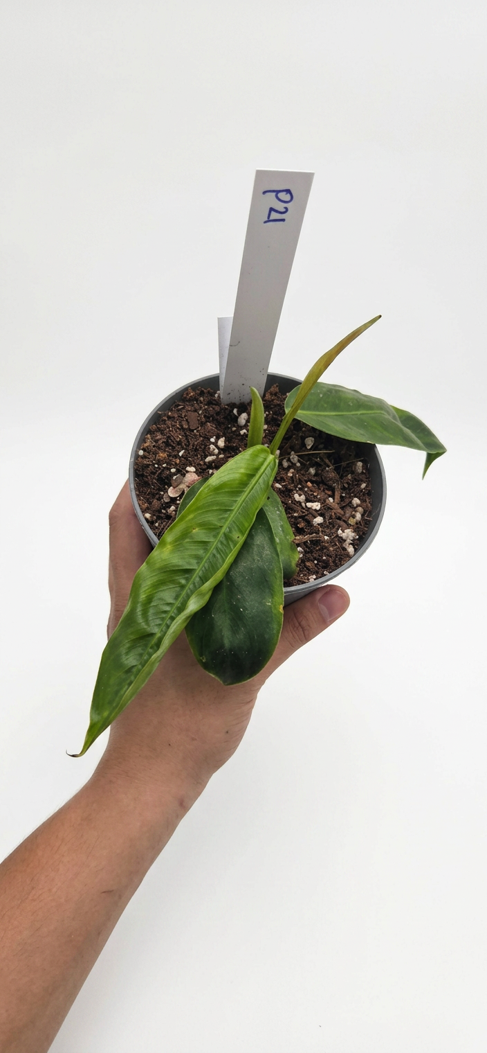 Philodendron Patriciae