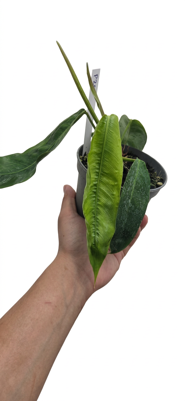 Philodendron Patriciae