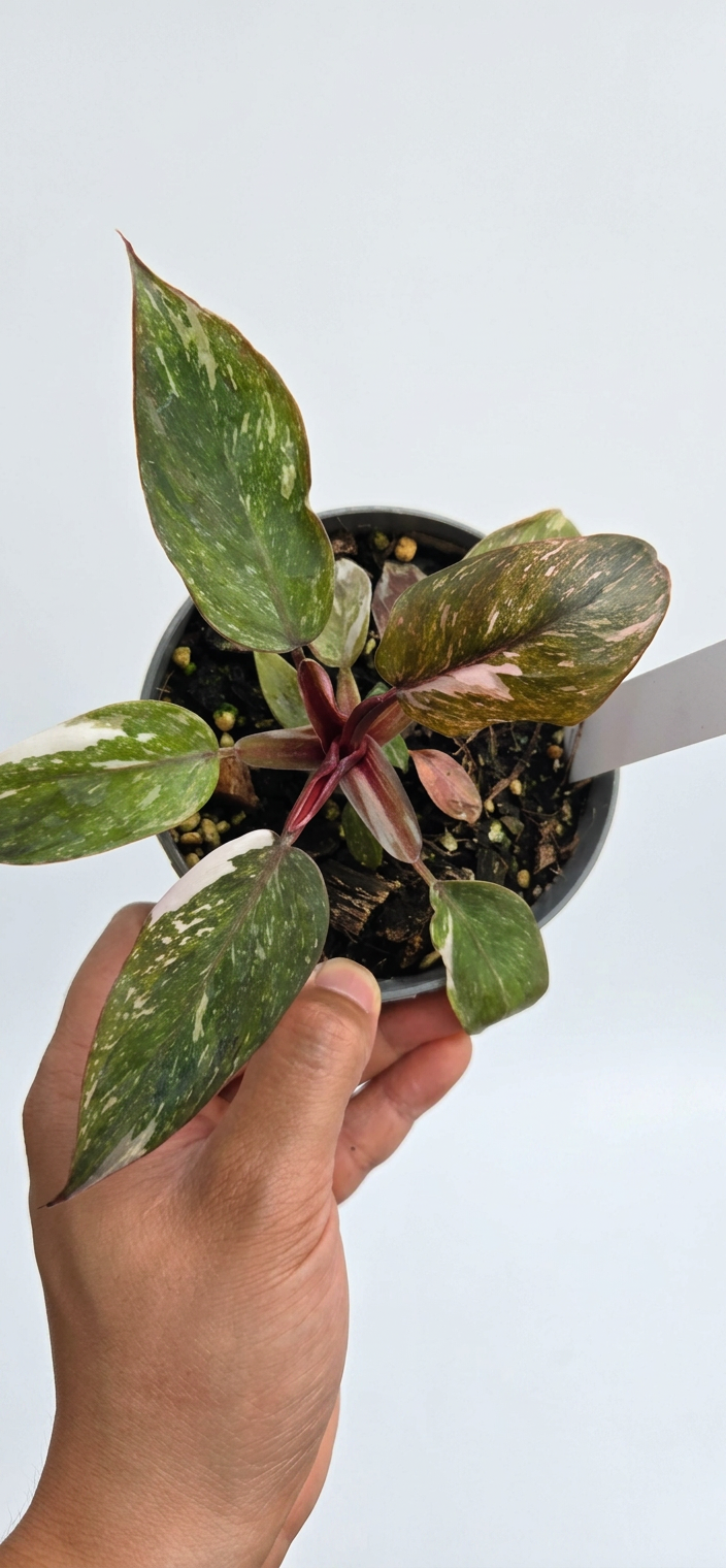 Philodendron Pink Princess Galaxy