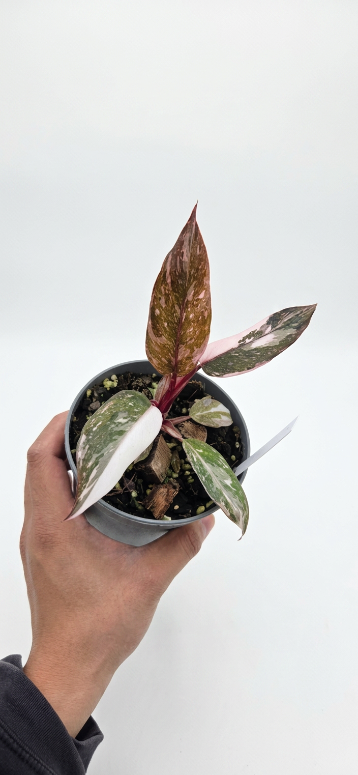 Philodendron Pink Princess Galaxy