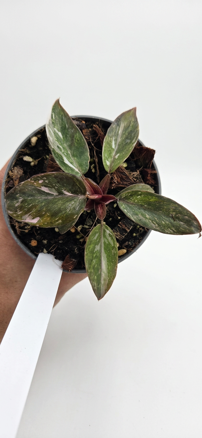Philodendron Pink Princess Galaxy
