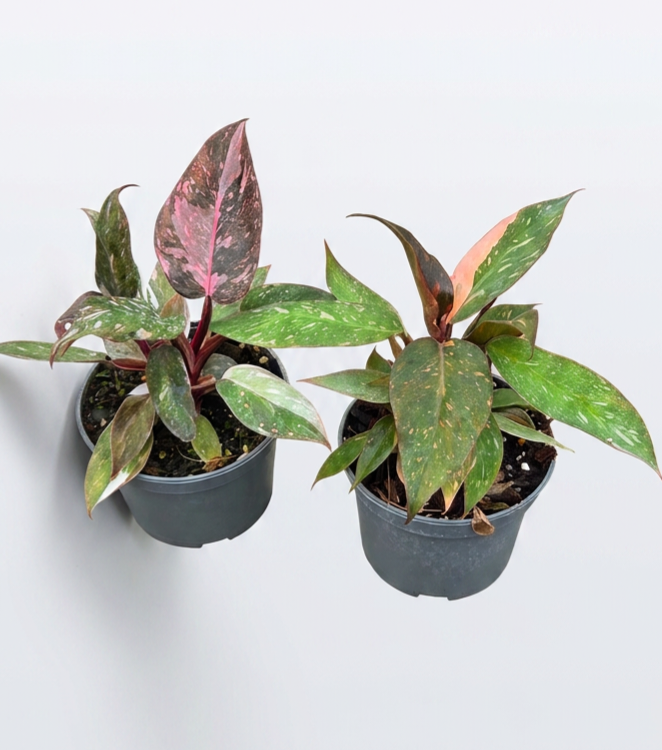 Philodendron Pink Princess & Orange Princess Bundle